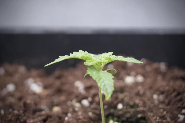 Animal Mints-Legends of the Frozen North. Week 2 - Timeline B