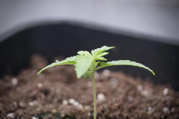 Animal Mints-Legends of the Frozen North. Week 2 - Timeline B