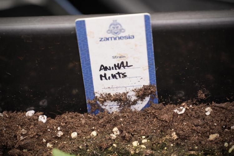 Animal Mints-Legends of the Frozen North. Week 2 - Timeline B