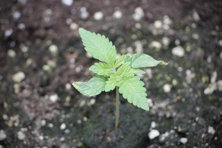 Animal Mints-Legends of the Frozen North. Week 2 - Timeline B