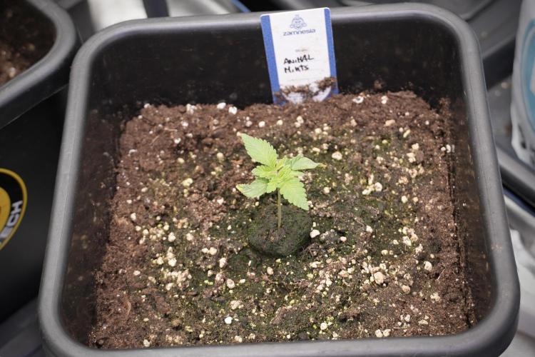 Animal Mints-Legends of the Frozen North. Week 2 - Timeline B