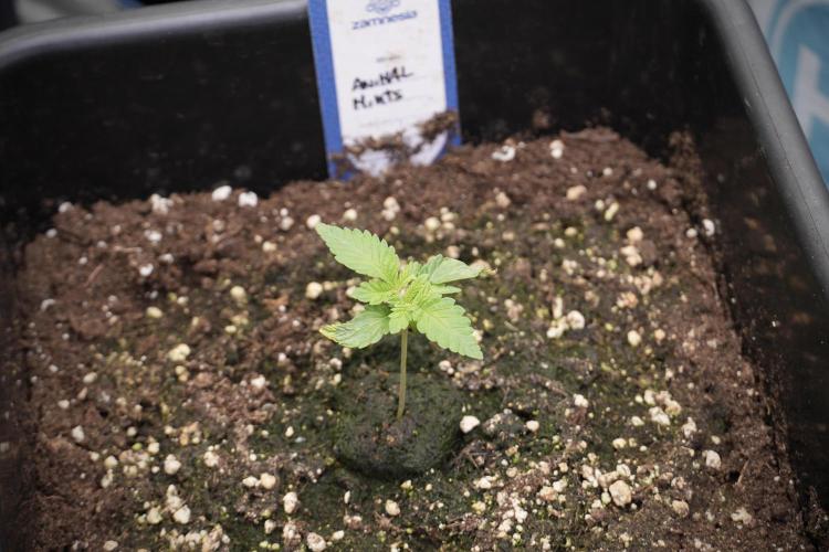 Animal Mints-Legends of the Frozen North. Week 2 - Timeline B