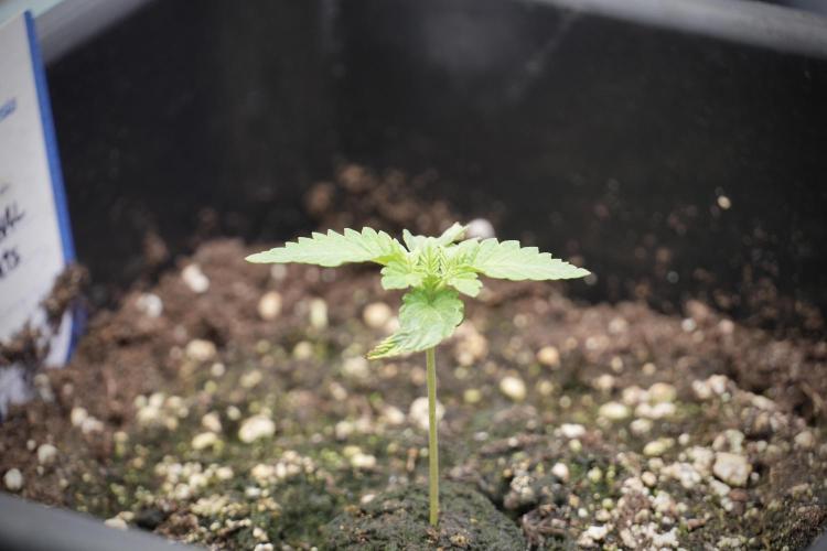 Animal Mints-Legends of the Frozen North. Week 2 - Timeline B