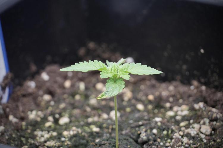 Animal Mints-Legends of the Frozen North. Week 2 - Timeline B