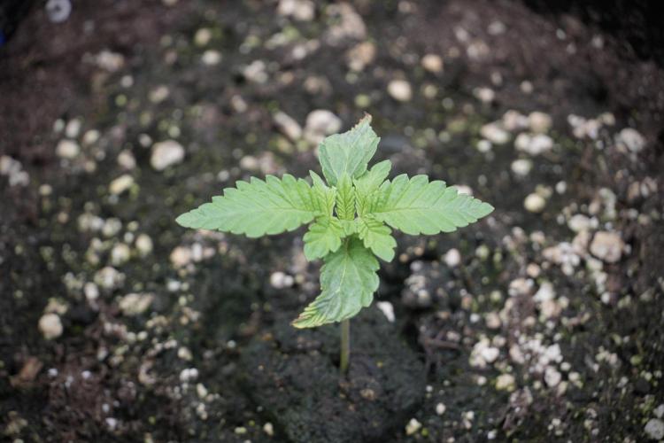 Animal Mints-Legends of the Frozen North. Week 2 - Timeline B