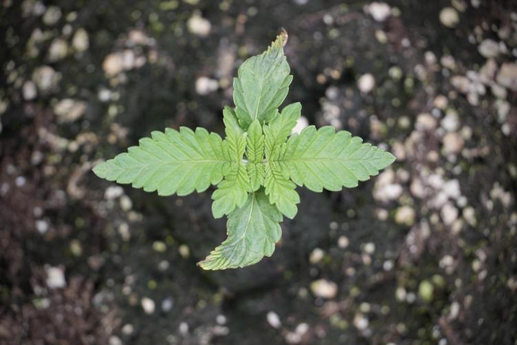 Animal Mints-Legends of the Frozen North. Week 2 - Timeline B