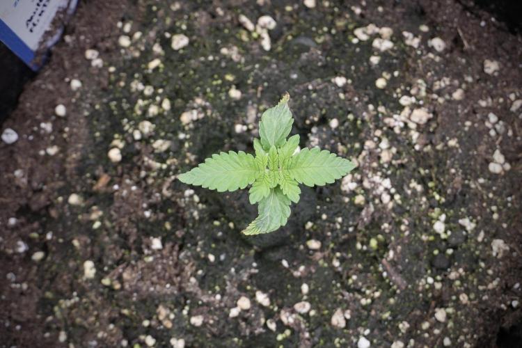 Animal Mints-Legends of the Frozen North. Week 2 - Timeline B