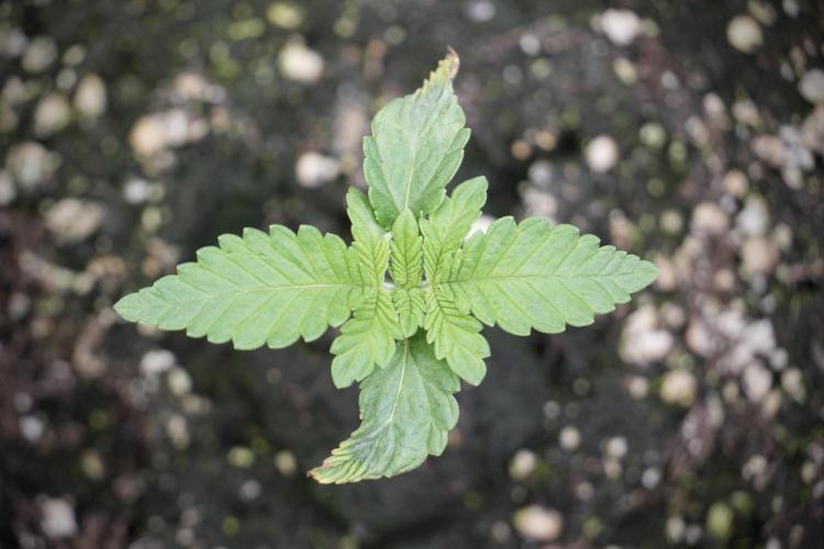 Animal Mints-Legends of the Frozen North. Week 2 - Timeline B