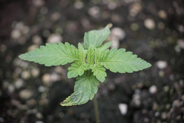 Animal Mints-Legends of the Frozen North. Week 2 - Timeline B