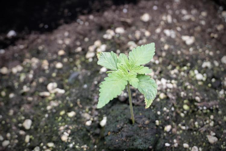 Animal Mints-Legends of the Frozen North. Week 2 - Timeline B