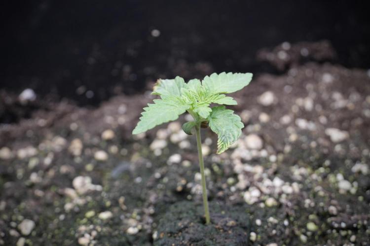 Animal Mints-Legends of the Frozen North. Week 2 - Timeline B