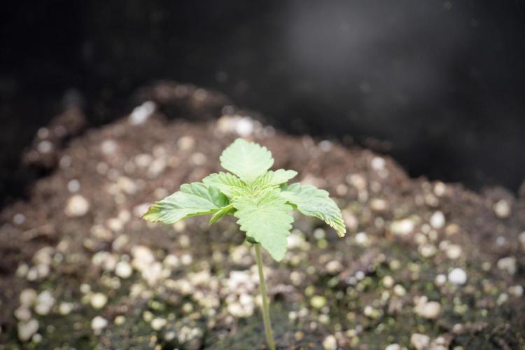 Animal Mints-Legends of the Frozen North. Week 2 - Timeline B