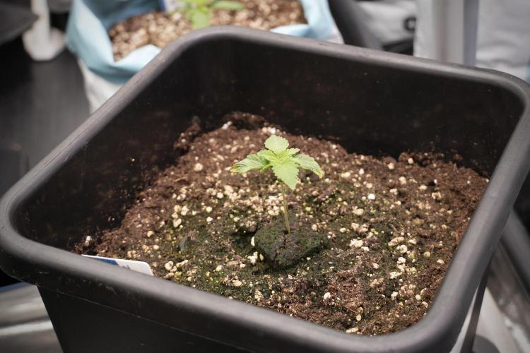 Animal Mints-Legends of the Frozen North. Week 2 - Timeline B