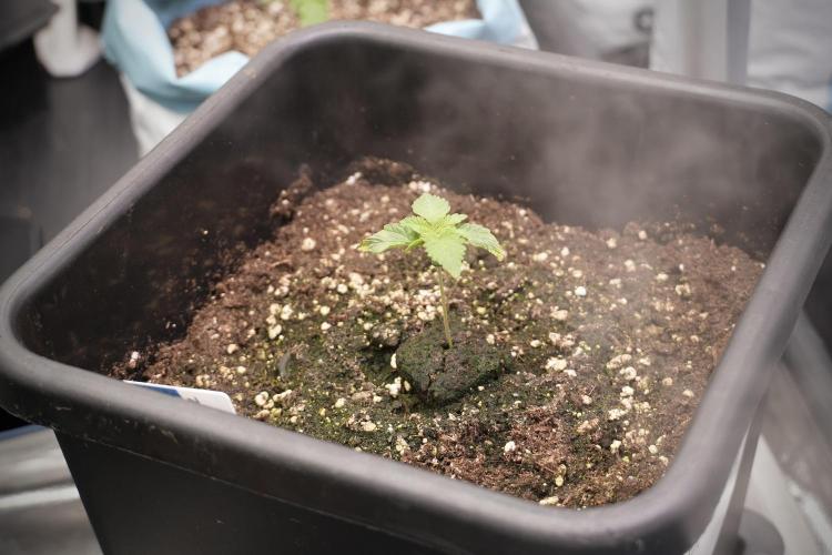 Animal Mints-Legends of the Frozen North. Week 2 - Timeline B