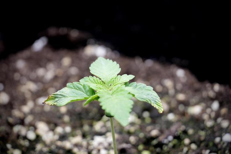 Animal Mints-Legends of the Frozen North. Week 2 - Timeline B