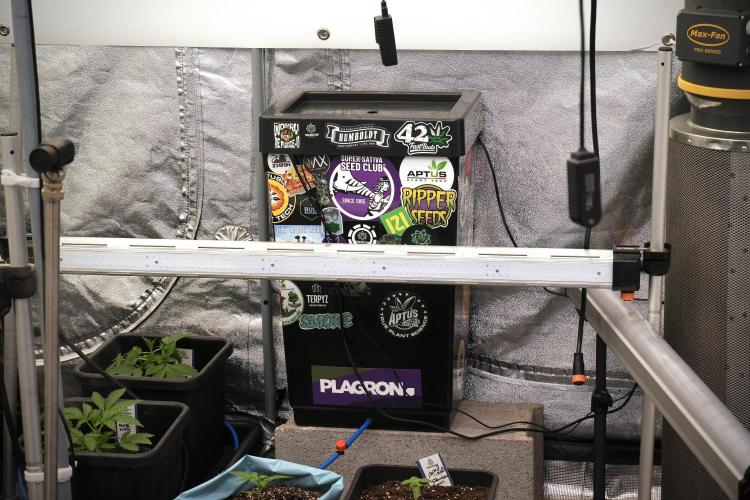 Animal Mints-Legends of the Frozen North. Week 2 - Room and vibes