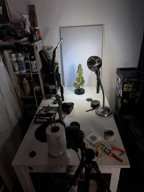 Dognabis 035 Permanent Marker (Zamnesia). Week 15 - Extra harvest day photos 