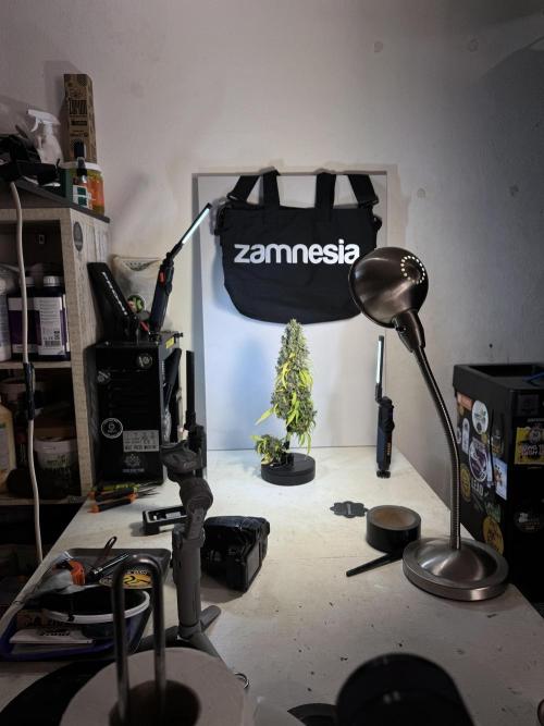 Dognabis 035 Permanent Marker (Zamnesia). Week 15 - Extra harvest day photos 