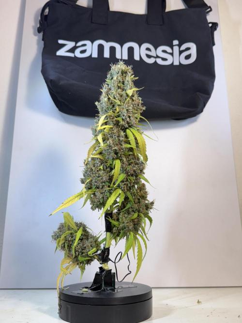 Dognabis 035 Permanent Marker (Zamnesia). Week 15 - Extra harvest day photos 