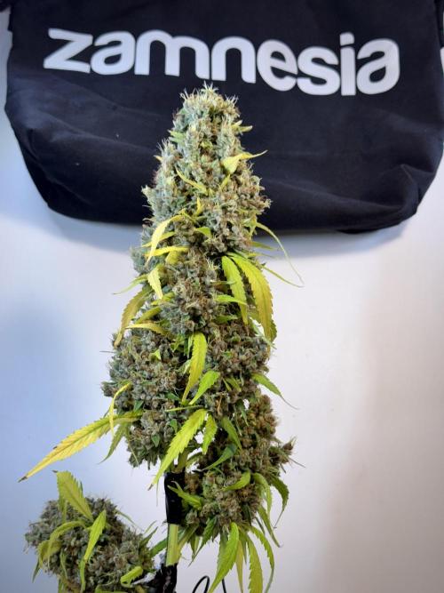 Dognabis 035 Permanent Marker (Zamnesia). Week 15 - Extra harvest day photos 