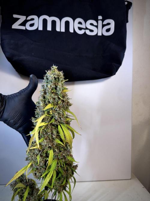 Dognabis 035 Permanent Marker (Zamnesia). Week 15 - Extra harvest day photos 