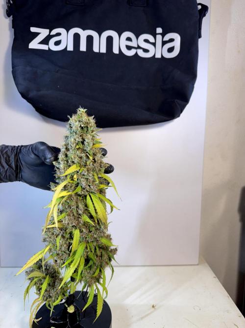 Dognabis 035 Permanent Marker (Zamnesia). Week 15 - Extra harvest day photos 