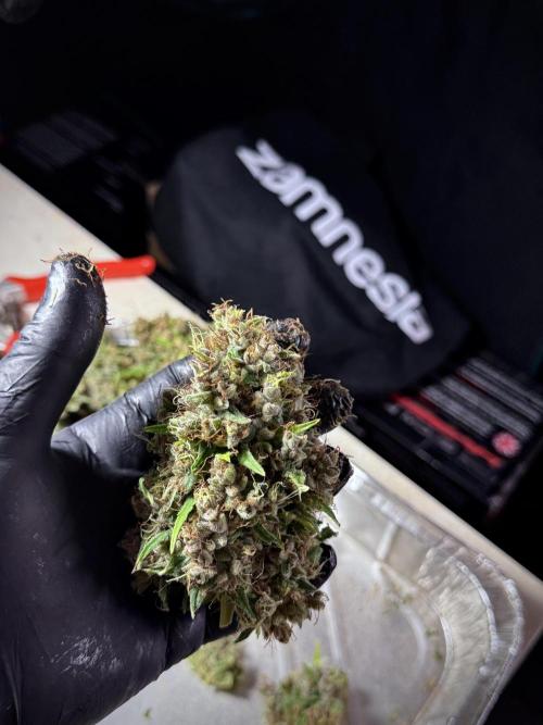 Dognabis 035 Permanent Marker (Zamnesia). Week 15 - Extra harvest day photos 