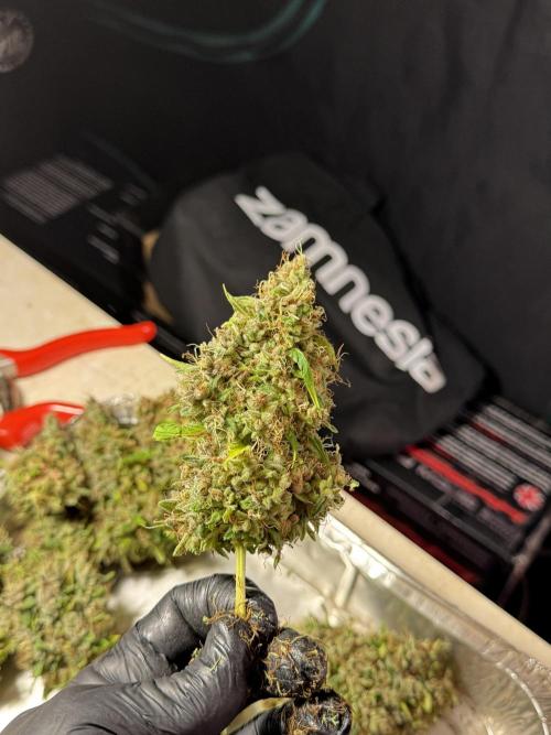 Dognabis 035 Permanent Marker (Zamnesia). Week 15 - Extra harvest day photos 