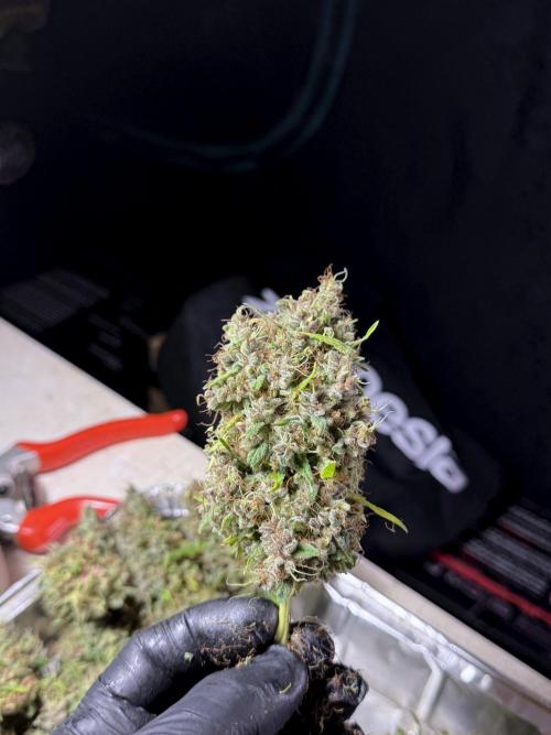 Dognabis 035 Permanent Marker (Zamnesia). Week 15 - Extra harvest day photos 