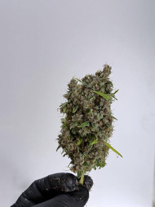 Dognabis 035 Permanent Marker (Zamnesia). Week 15 - Extra harvest day photos 