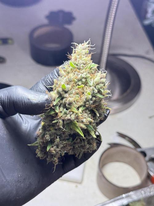 Dognabis 035 Permanent Marker (Zamnesia). Week 15 - Extra harvest day photos 