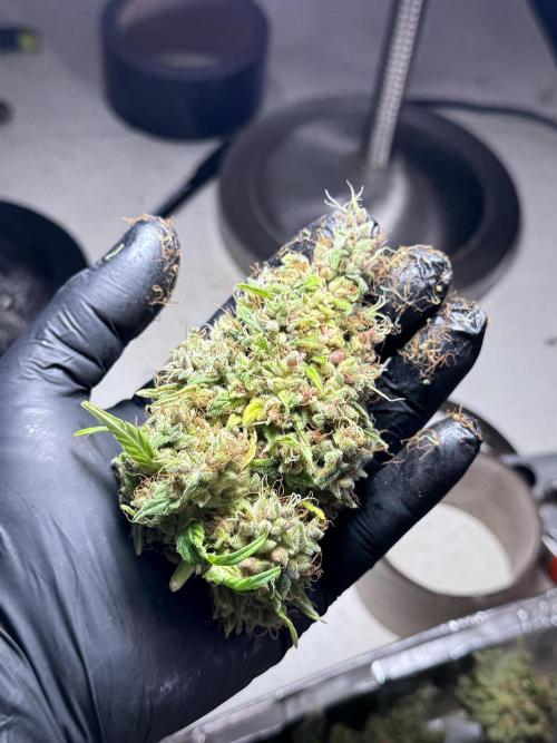 Dognabis 035 Permanent Marker (Zamnesia). Week 15 - Extra harvest day photos 