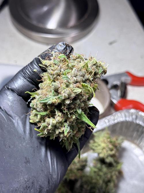 Dognabis 035 Permanent Marker (Zamnesia). Week 15 - Extra harvest day photos 