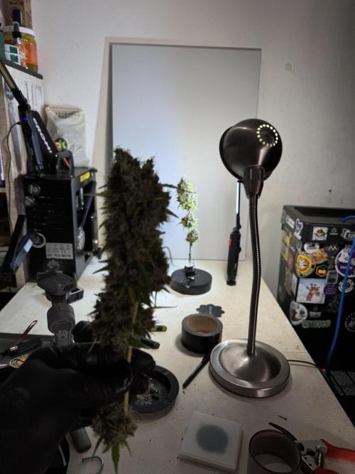 Dognabis 035 Permanent Marker (Zamnesia). Week 15 - Extra harvest day photos 