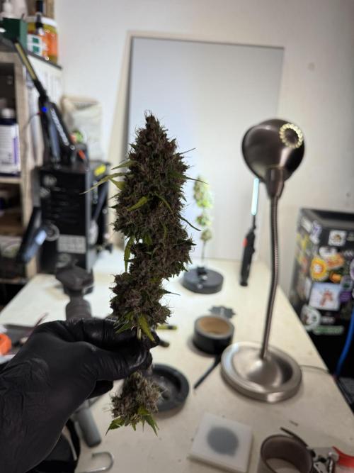 Dognabis 035 Permanent Marker (Zamnesia). Week 15 - Extra harvest day photos 