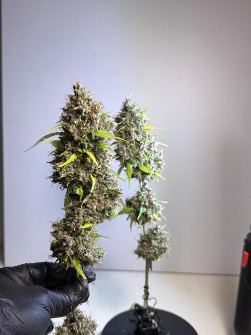 Dognabis 035 Permanent Marker (Zamnesia). Week 15 - Extra harvest day photos 