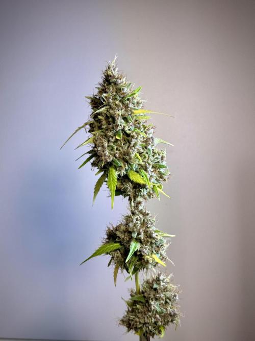 Dognabis 035 Permanent Marker (Zamnesia). Week 15 - Extra harvest day photos 