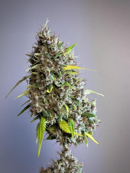 Dognabis 035 Permanent Marker (Zamnesia). Week 15 - Extra harvest day photos 