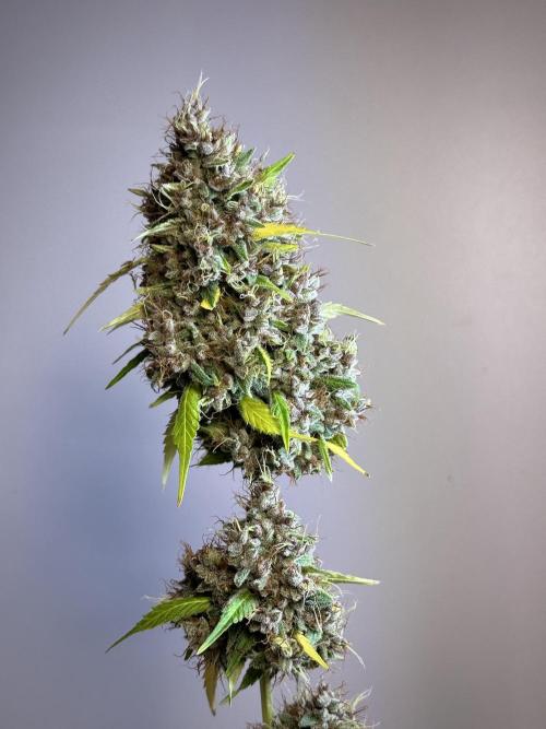 Dognabis 035 Permanent Marker (Zamnesia). Week 15 - Extra harvest day photos 