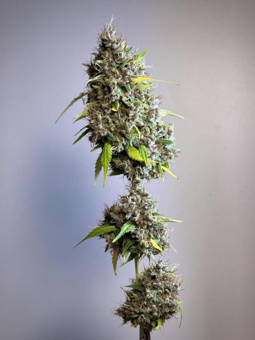 Dognabis 035 Permanent Marker (Zamnesia). Week 15 - Extra harvest day photos 