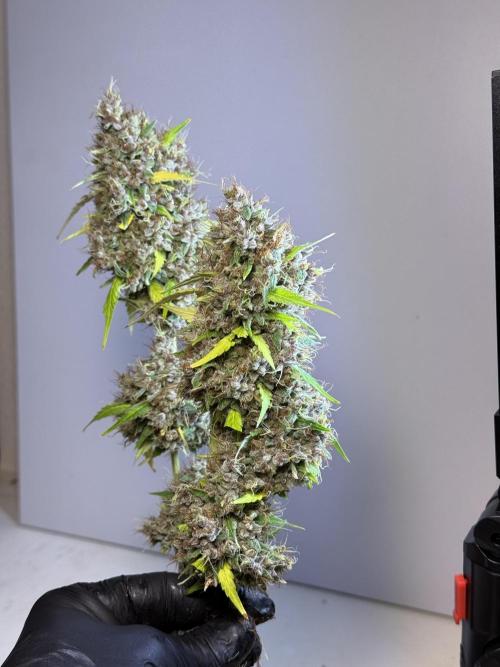 Dognabis 035 Permanent Marker (Zamnesia). Week 15 - Extra harvest day photos 