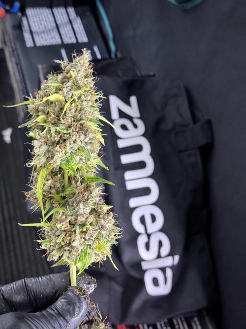 Dognabis 035 Permanent Marker (Zamnesia). Week 15 - Extra harvest day photos 