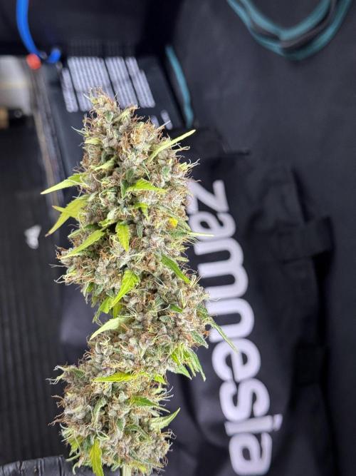 Dognabis 035 Permanent Marker (Zamnesia). Week 15 - Extra harvest day photos 