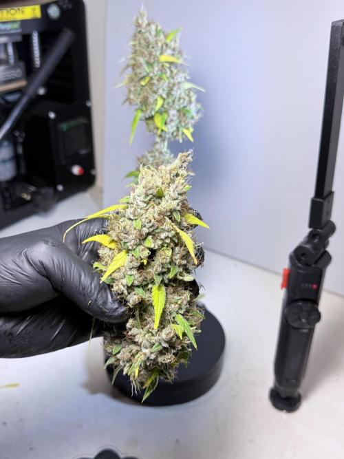 Dognabis 035 Permanent Marker (Zamnesia). Week 15 - Extra harvest day photos 