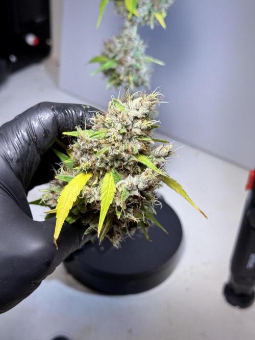 Dognabis 035 Permanent Marker (Zamnesia). Week 15 - Extra harvest day photos 