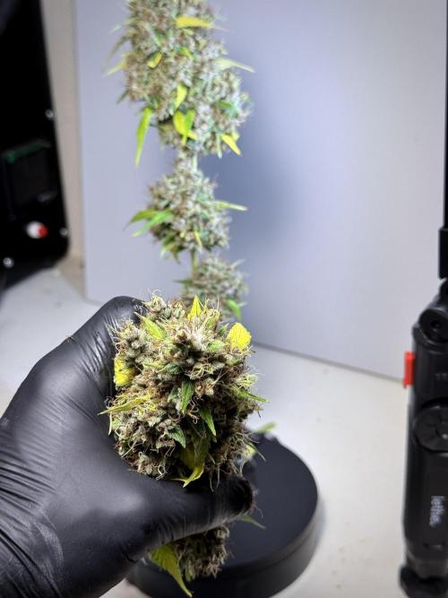 Dognabis 035 Permanent Marker (Zamnesia). Week 15 - Extra harvest day photos 