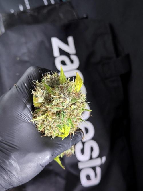 Dognabis 035 Permanent Marker (Zamnesia). Week 15 - Extra harvest day photos 