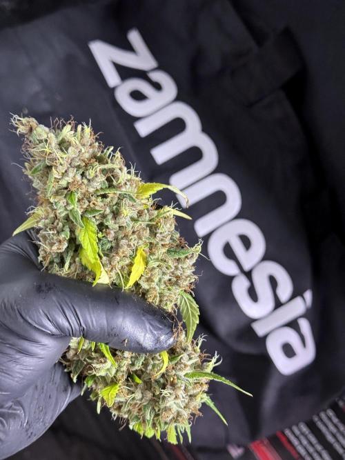 Dognabis 035 Permanent Marker (Zamnesia). Week 15 - Extra harvest day photos 