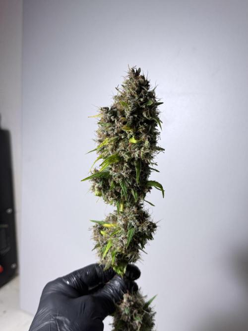 Dognabis 035 Permanent Marker (Zamnesia). Week 15 - Extra harvest day photos 