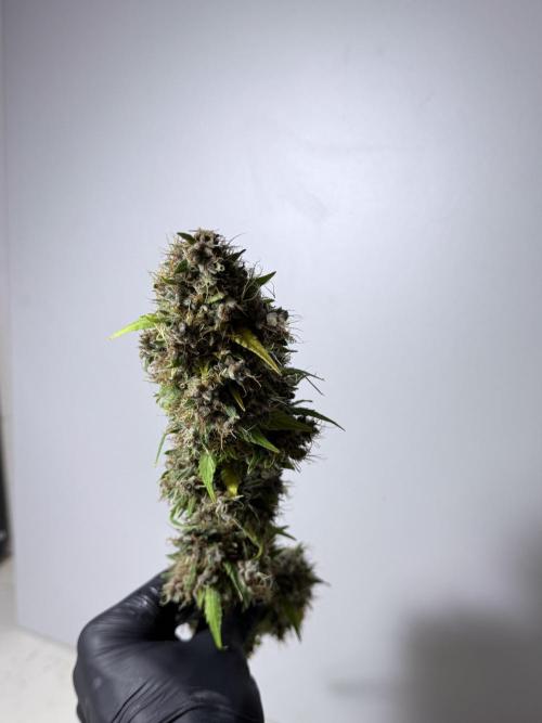 Dognabis 035 Permanent Marker (Zamnesia). Week 15 - Extra harvest day photos 